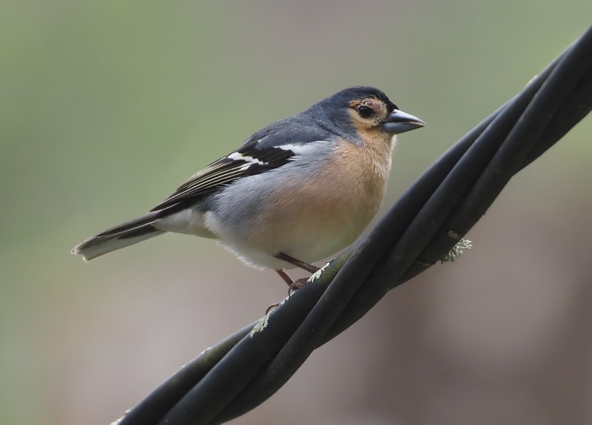 Canary Islands Chaffinch (Canary Is.) - ML618169509