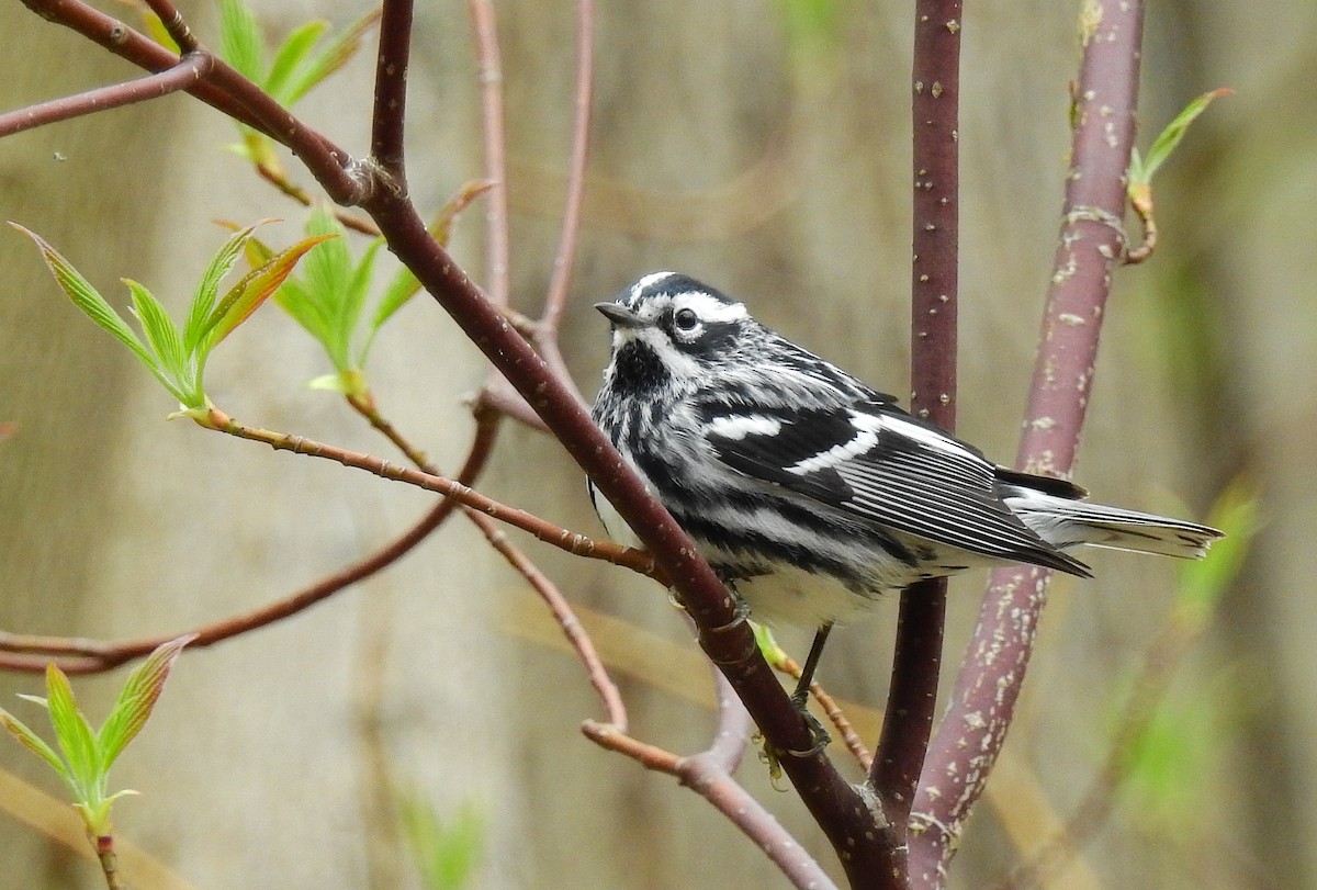 Black-and-white Warbler - Bob Curry