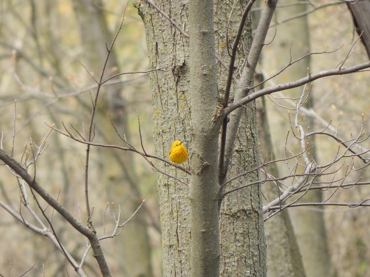 Yellow Warbler - ML618169549