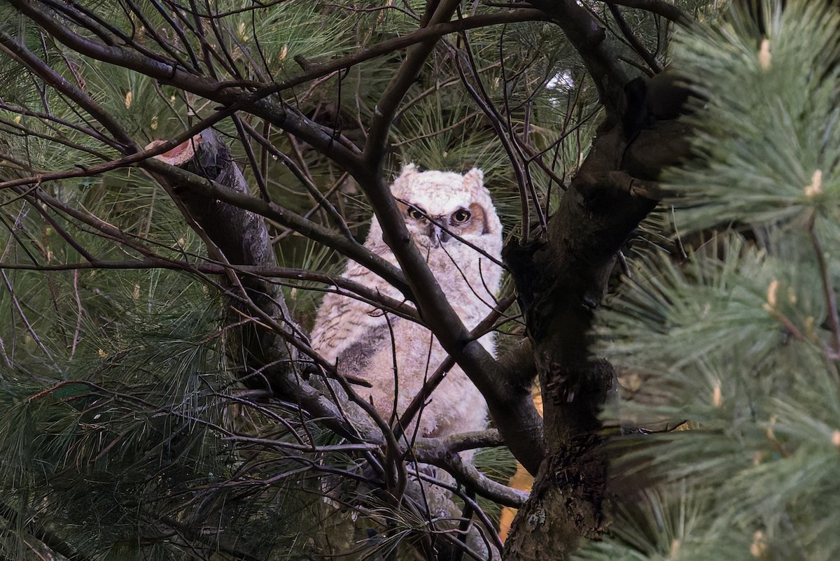 Great Horned Owl - ML618169593