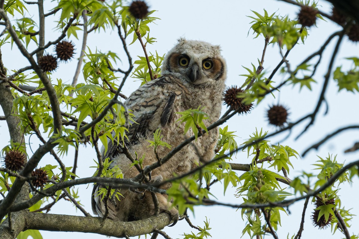Great Horned Owl - ML618169594