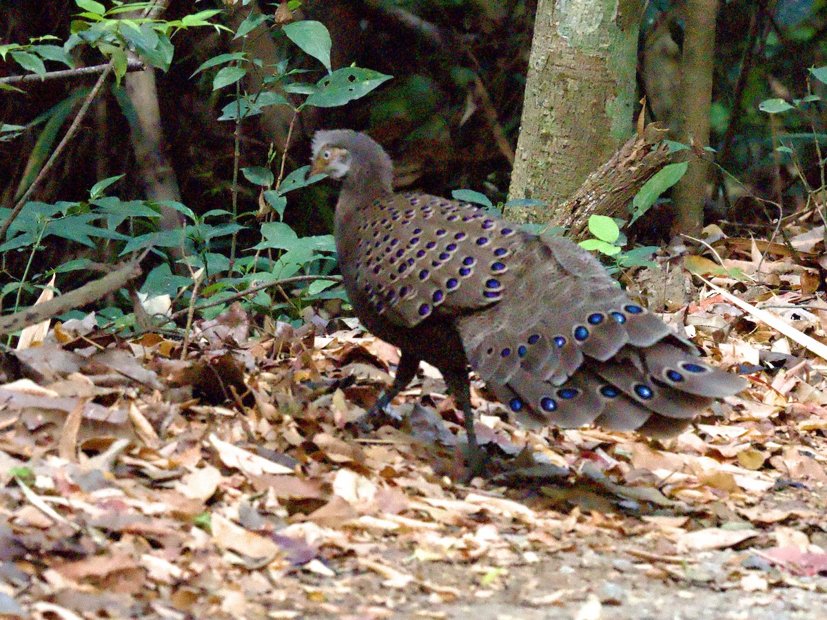 Gray Peacock-Pheasant - ML618169607