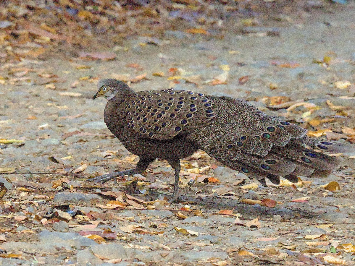 Gray Peacock-Pheasant - ML618169608