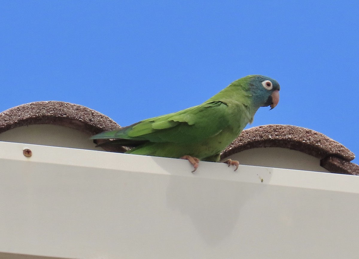 Blue-crowned Parakeet - ML618169621