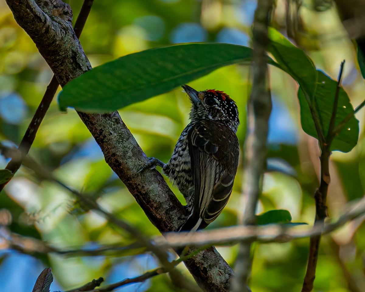 White-barred Piculet - ML618169648