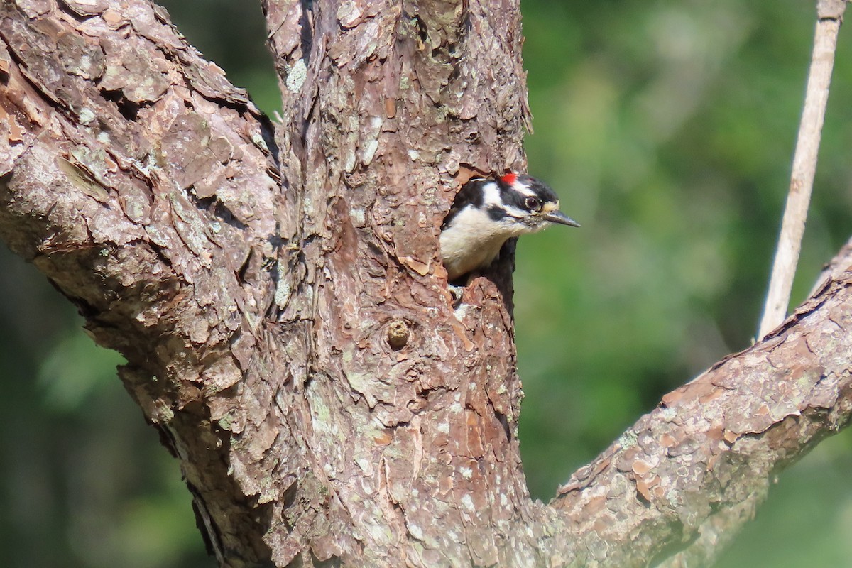 Downy Woodpecker - ML618169677
