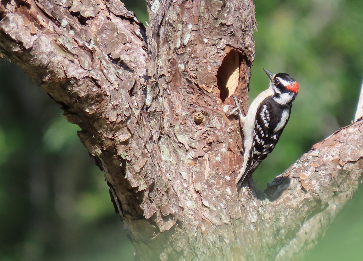 Downy Woodpecker - ML618169678
