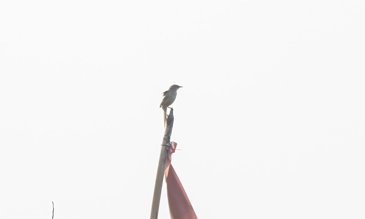 Striated Grassbird - Paul Fenwick