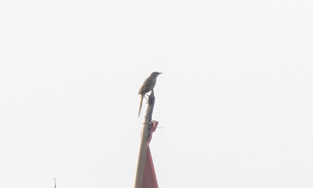 Striated Grassbird - Paul Fenwick