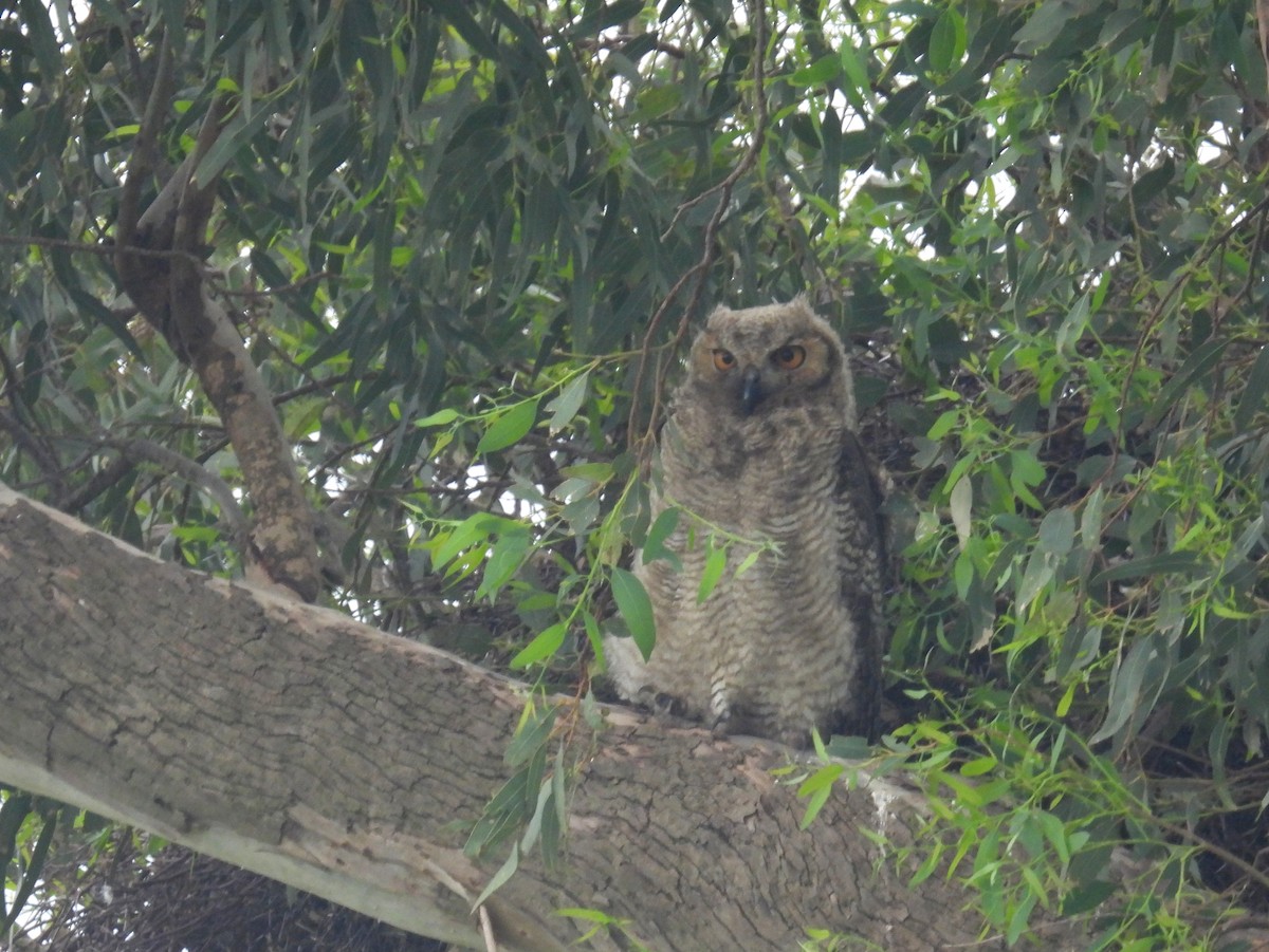 Great Horned Owl - ML618169705