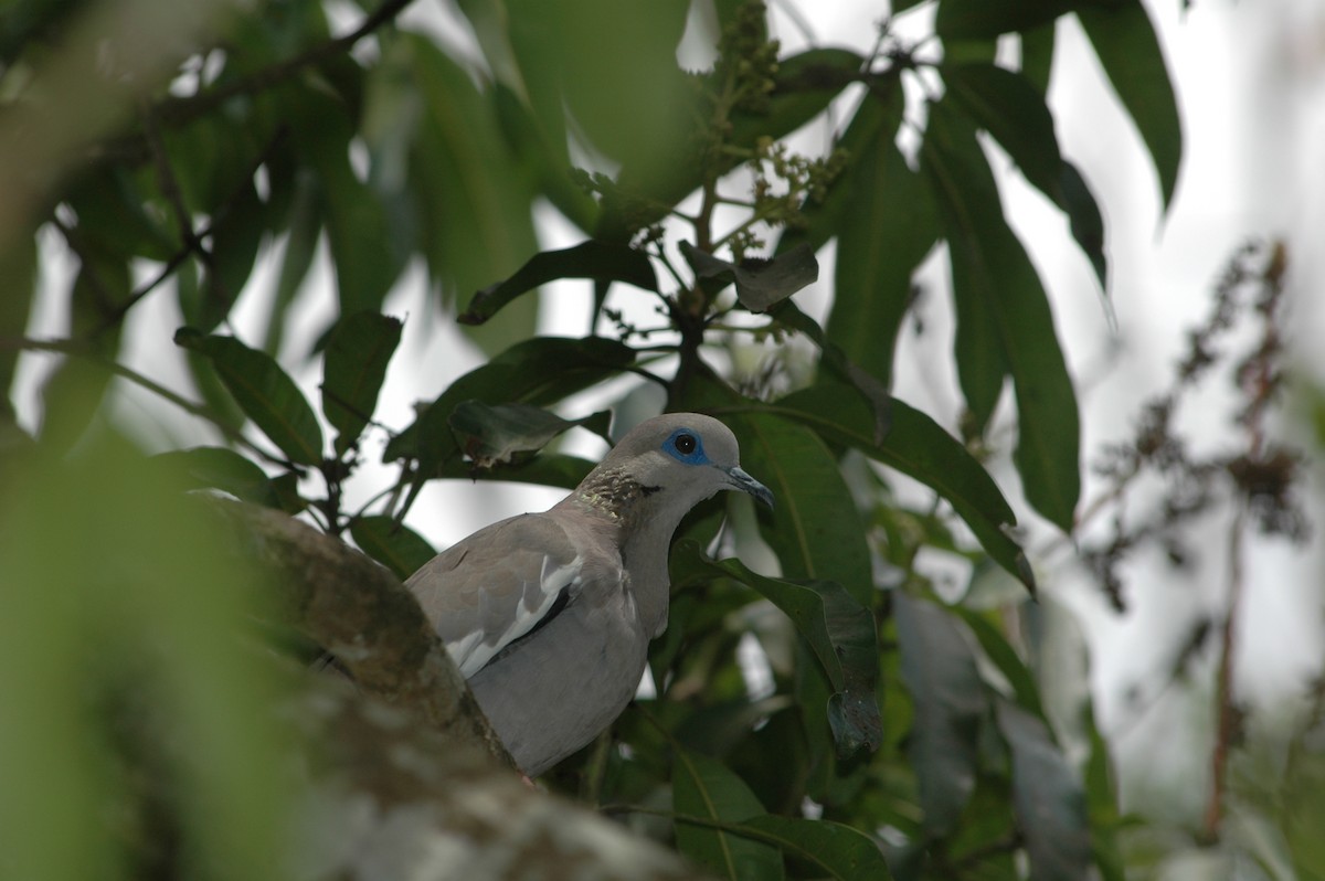 West Peruvian Dove - ML618169718