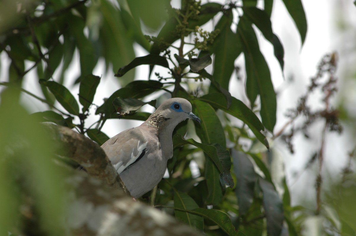 West Peruvian Dove - ML618169719