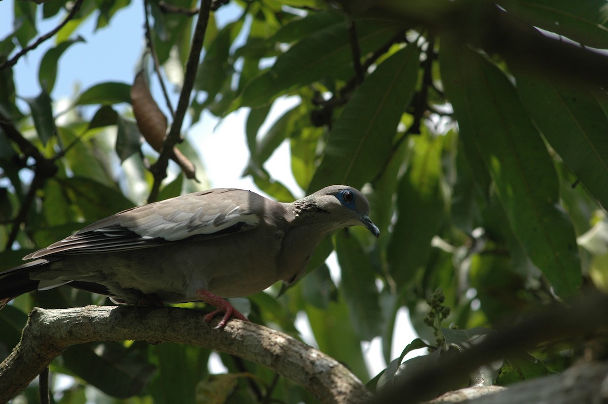 West Peruvian Dove - ML618169720