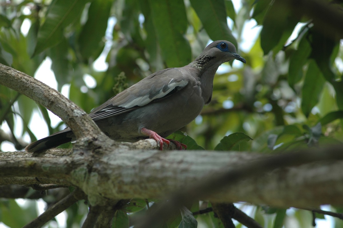 West Peruvian Dove - ML618169721