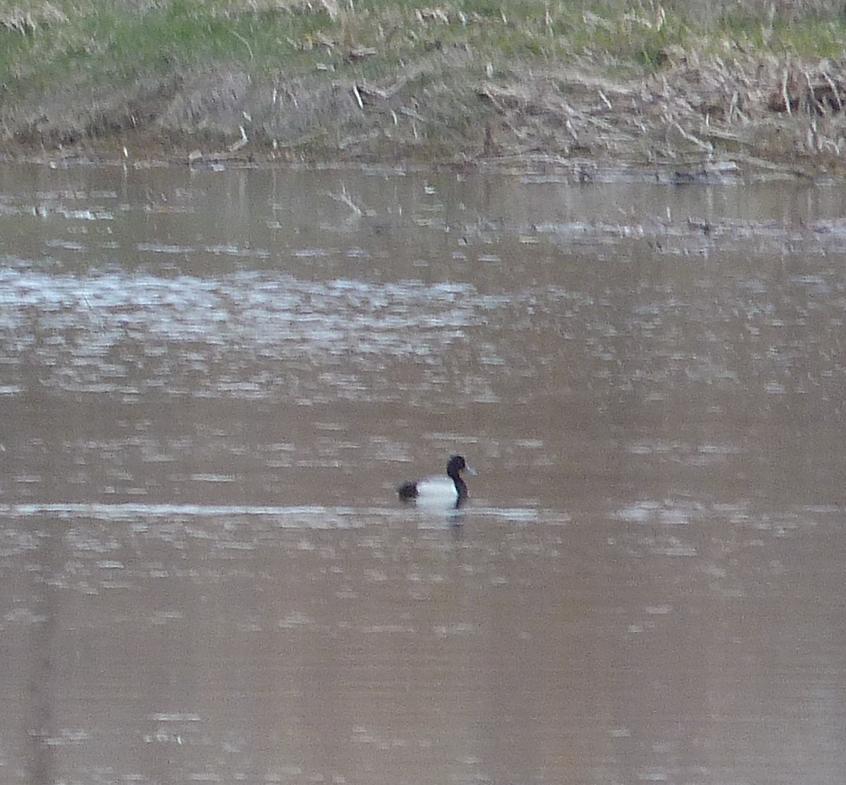 Greater Scaup - ML618169754