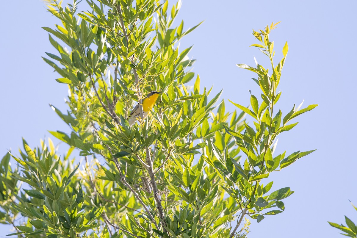 Yellow-breasted Chat - ML618169755