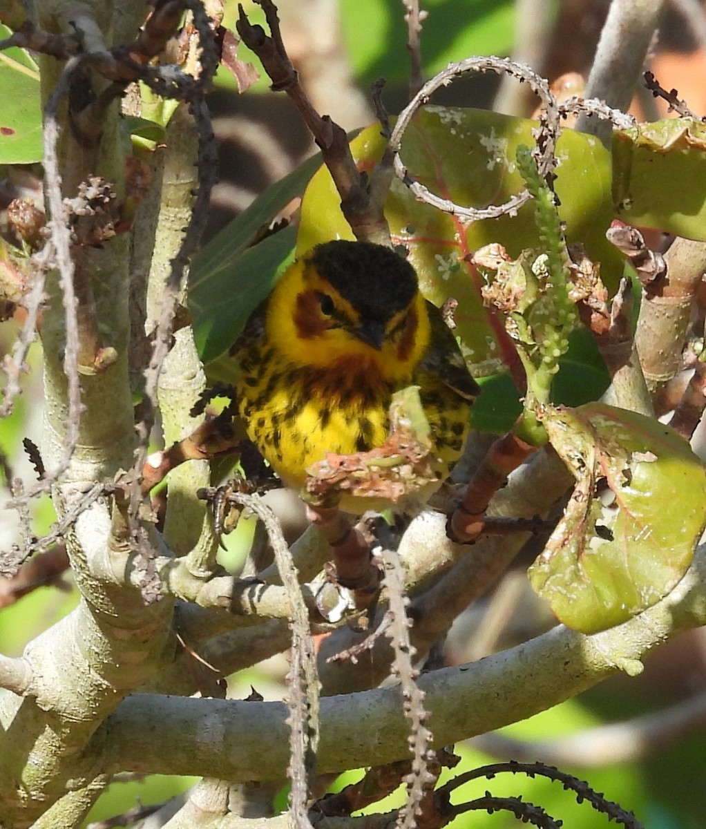 Cape May Warbler - ML618169763