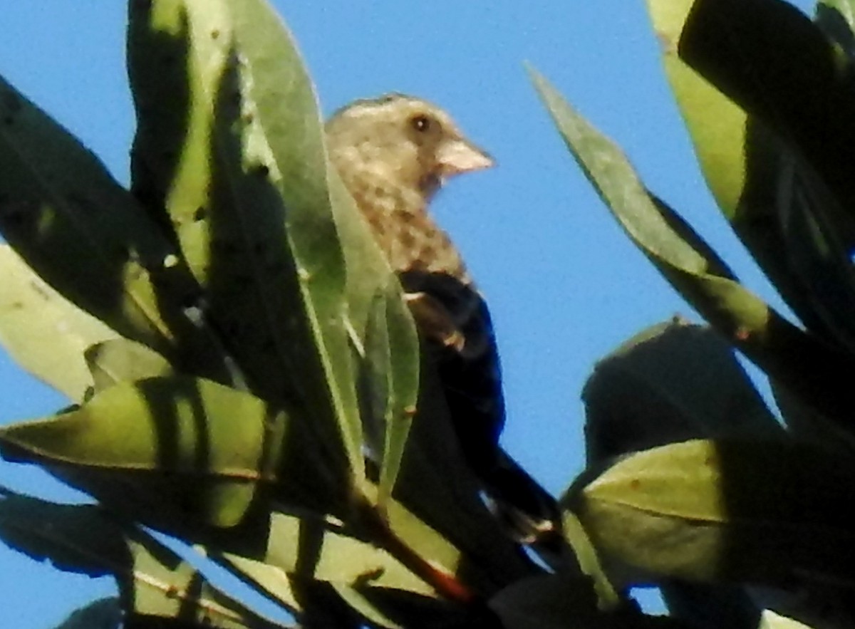 Black-throated Canary - ML618169774