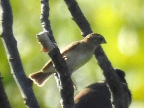 Yellow-throated Bush Sparrow - Clare Mateke