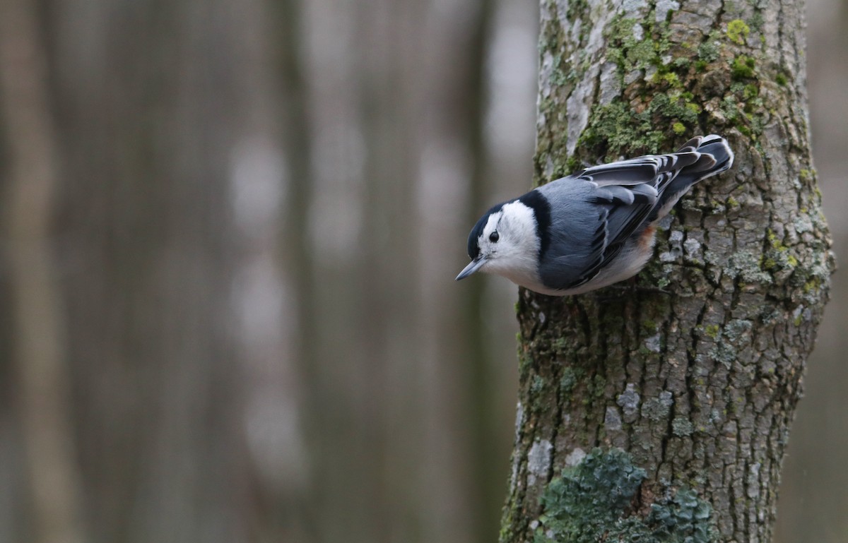 White-breasted Nuthatch - Paige Savoy