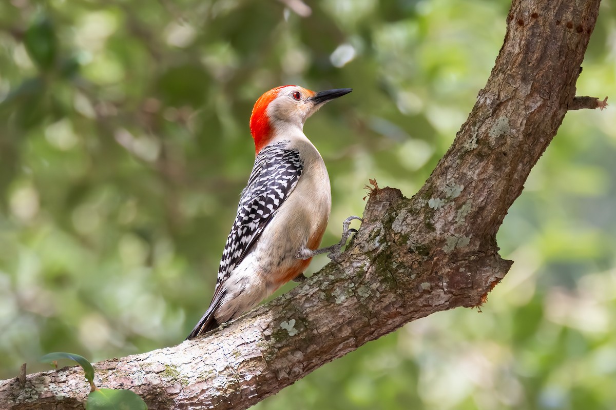 Red-bellied Woodpecker - ML618169791