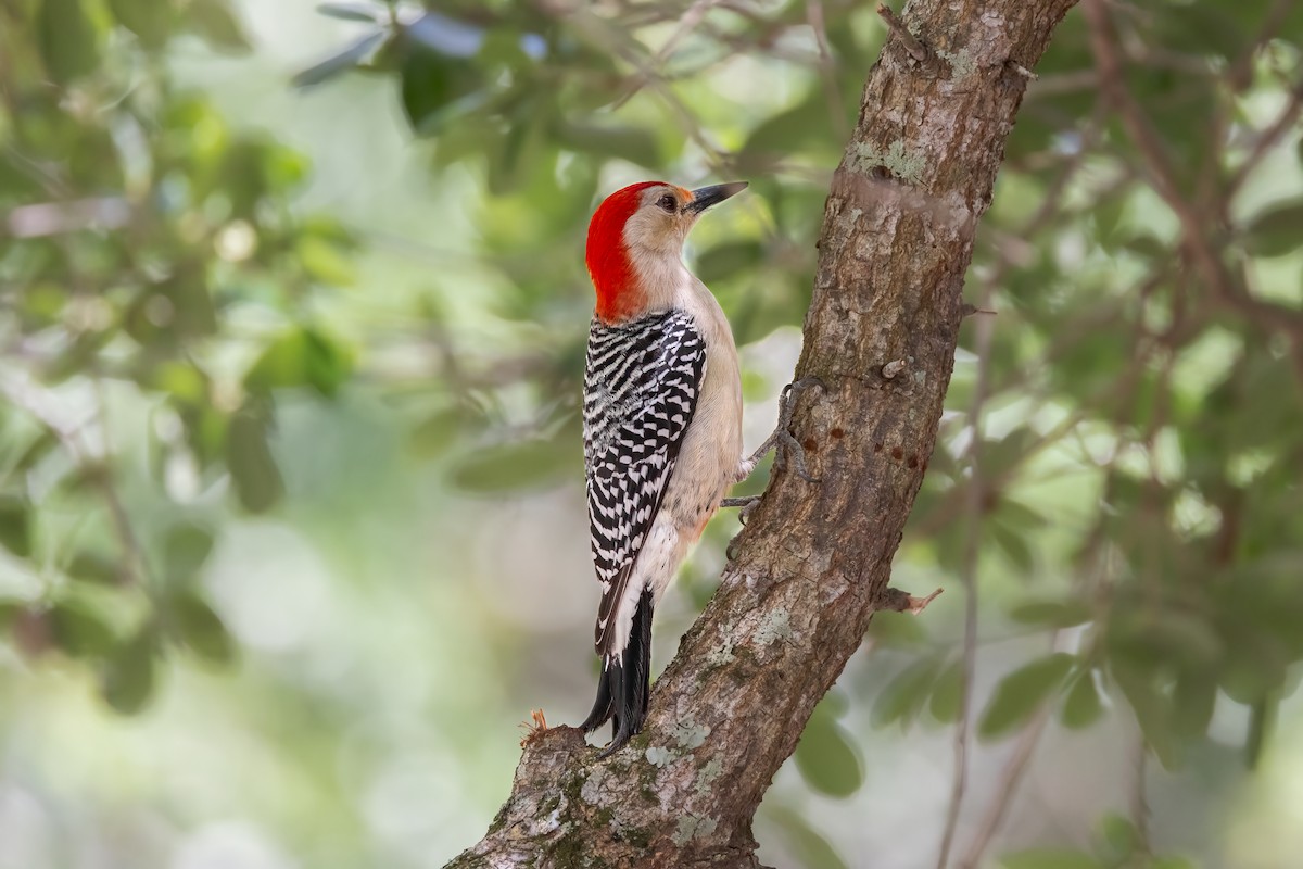 Red-bellied Woodpecker - Mark Stephenson