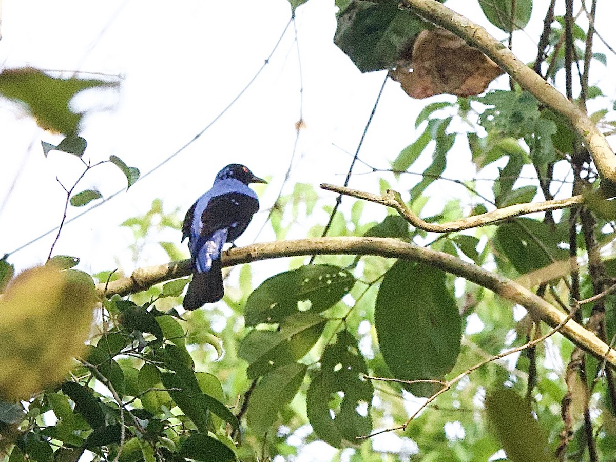 Asian Fairy-bluebird - ML618169828