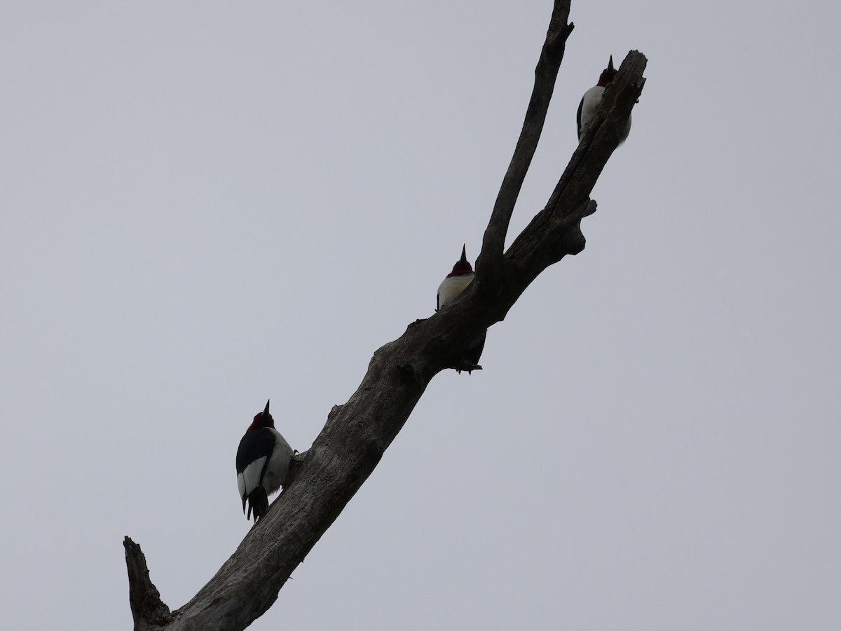 Red-headed Woodpecker - Michael Burkhart