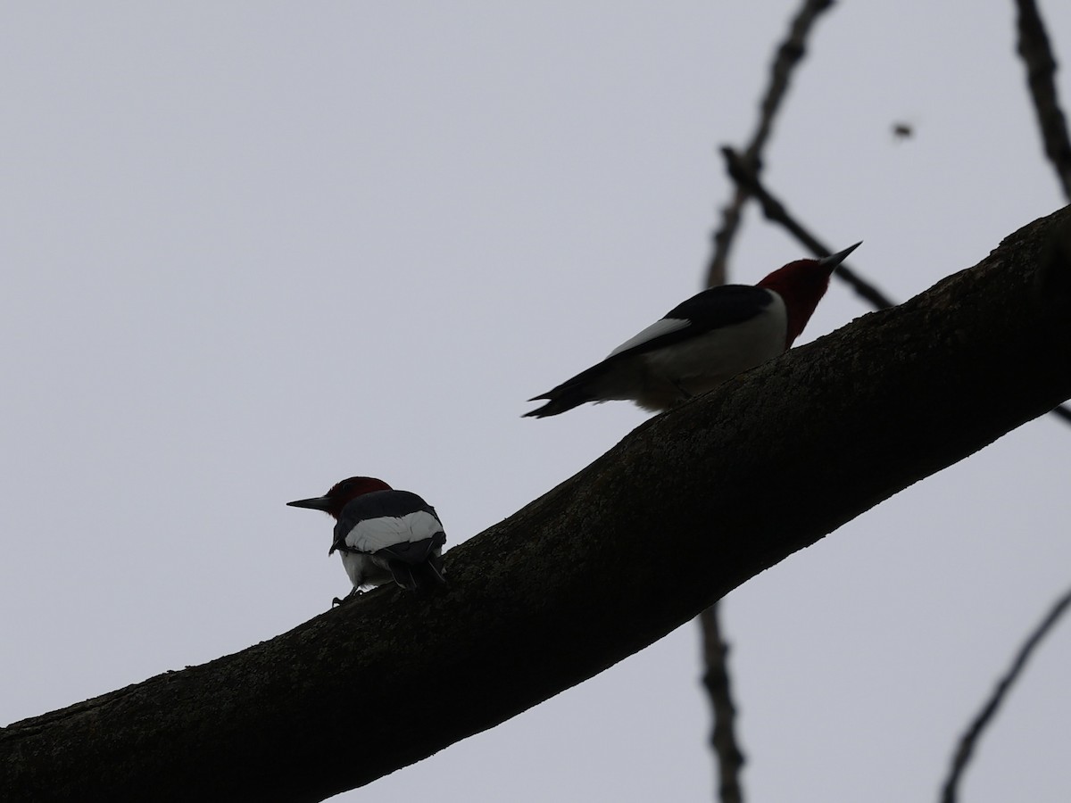 Red-headed Woodpecker - Michael Burkhart