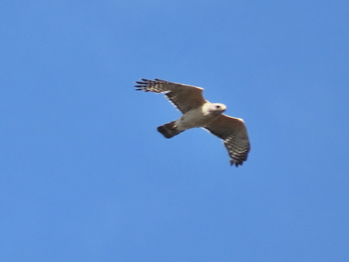 Red-shouldered Hawk (extimus) - ML618169858