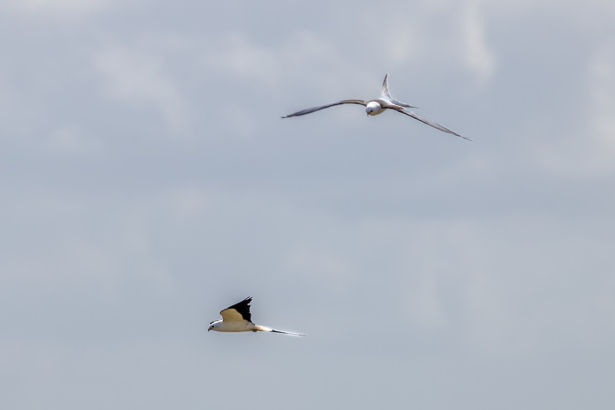 Swallow-tailed Kite - ML618169864