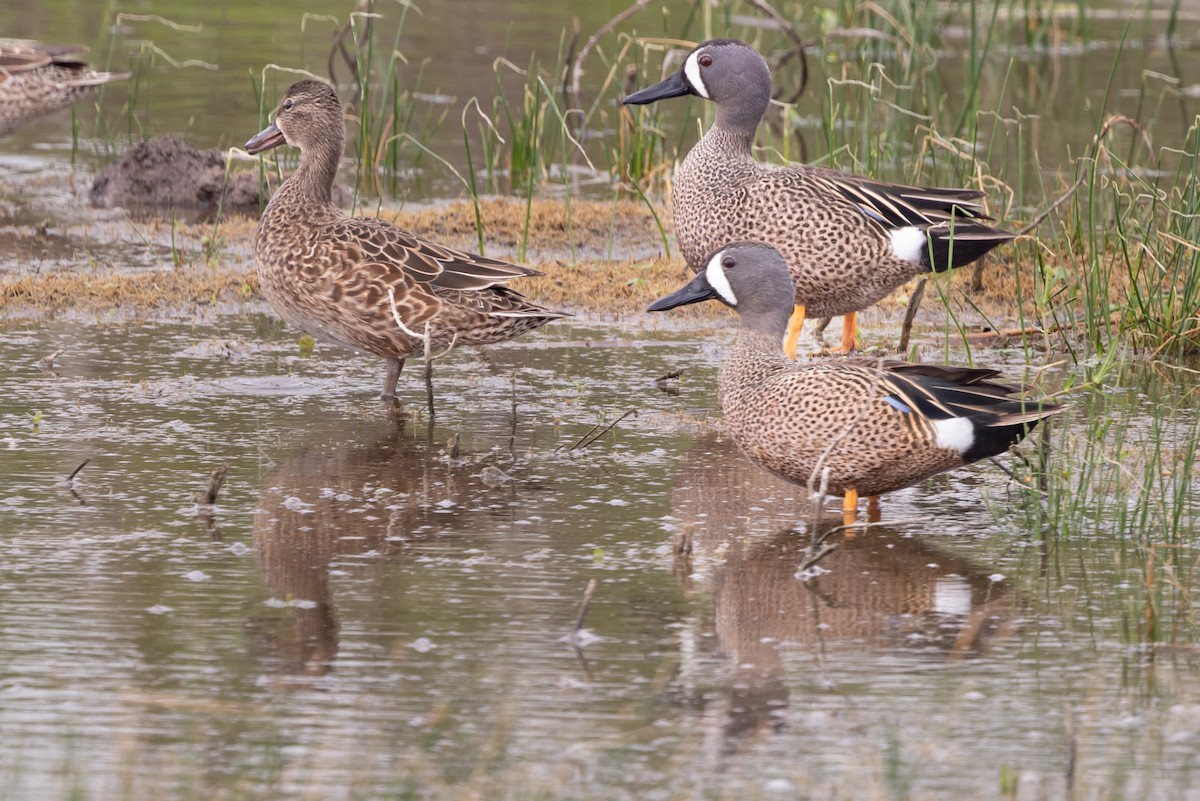 Blue-winged Teal - ML618169868
