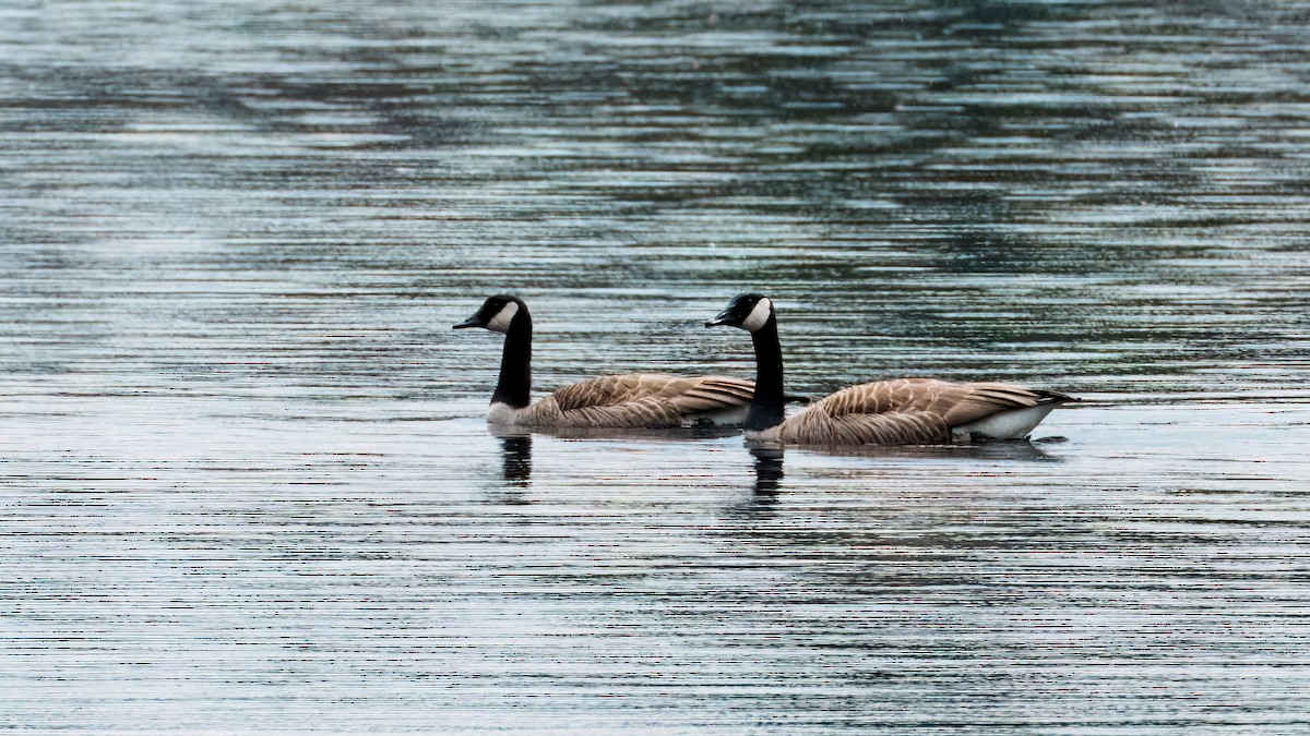 Canada Goose - Tom Momeyer