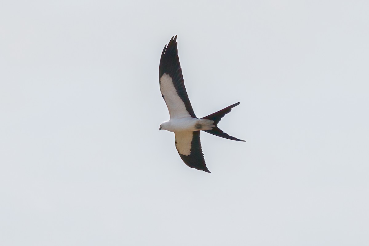 Swallow-tailed Kite - ML618169894