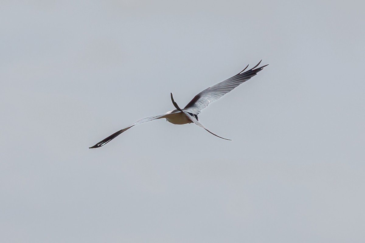 Swallow-tailed Kite - ML618169895