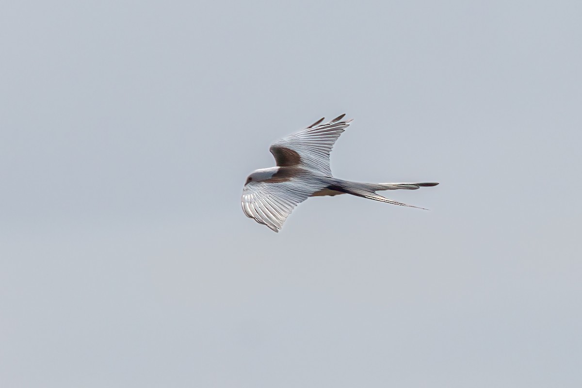 Swallow-tailed Kite - ML618169896