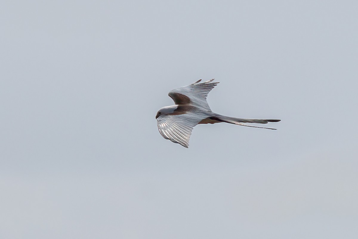 Swallow-tailed Kite - ML618169897