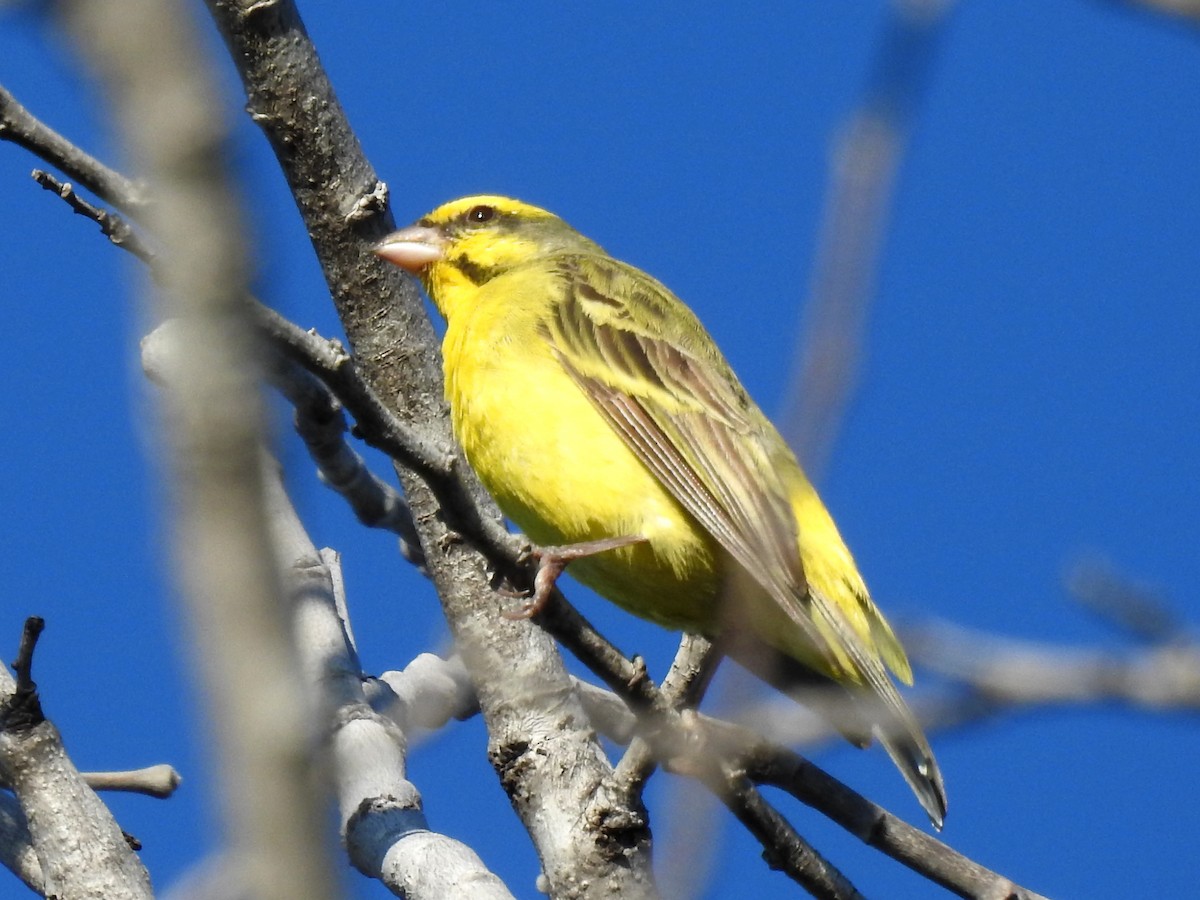 Yellow-fronted Canary - ML618169898