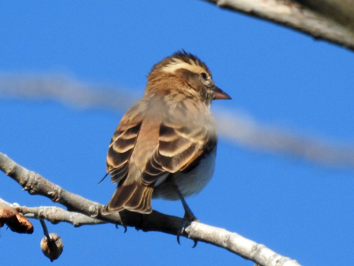 Yellow-throated Bush Sparrow - ML618169901