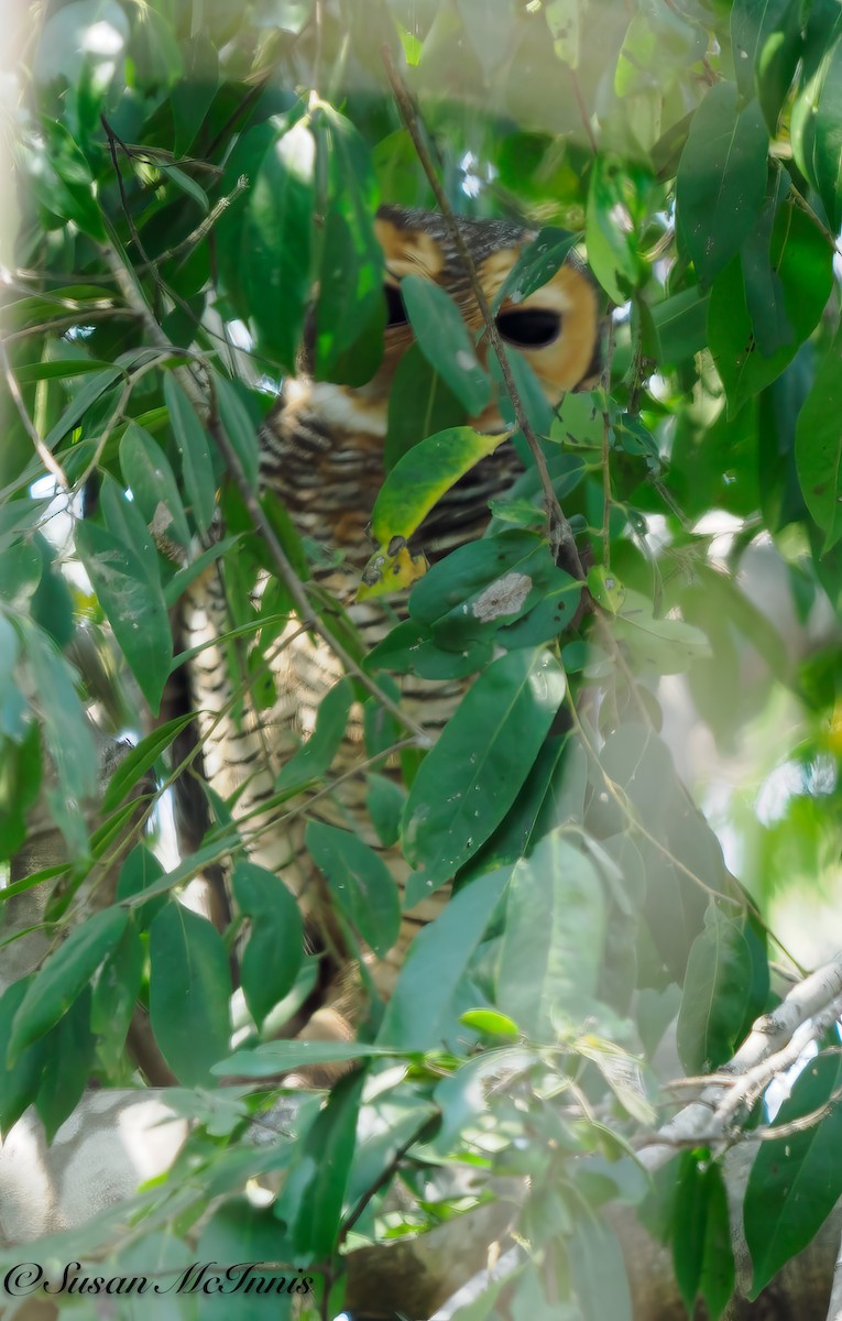 Spotted Wood-Owl - Susan Mac
