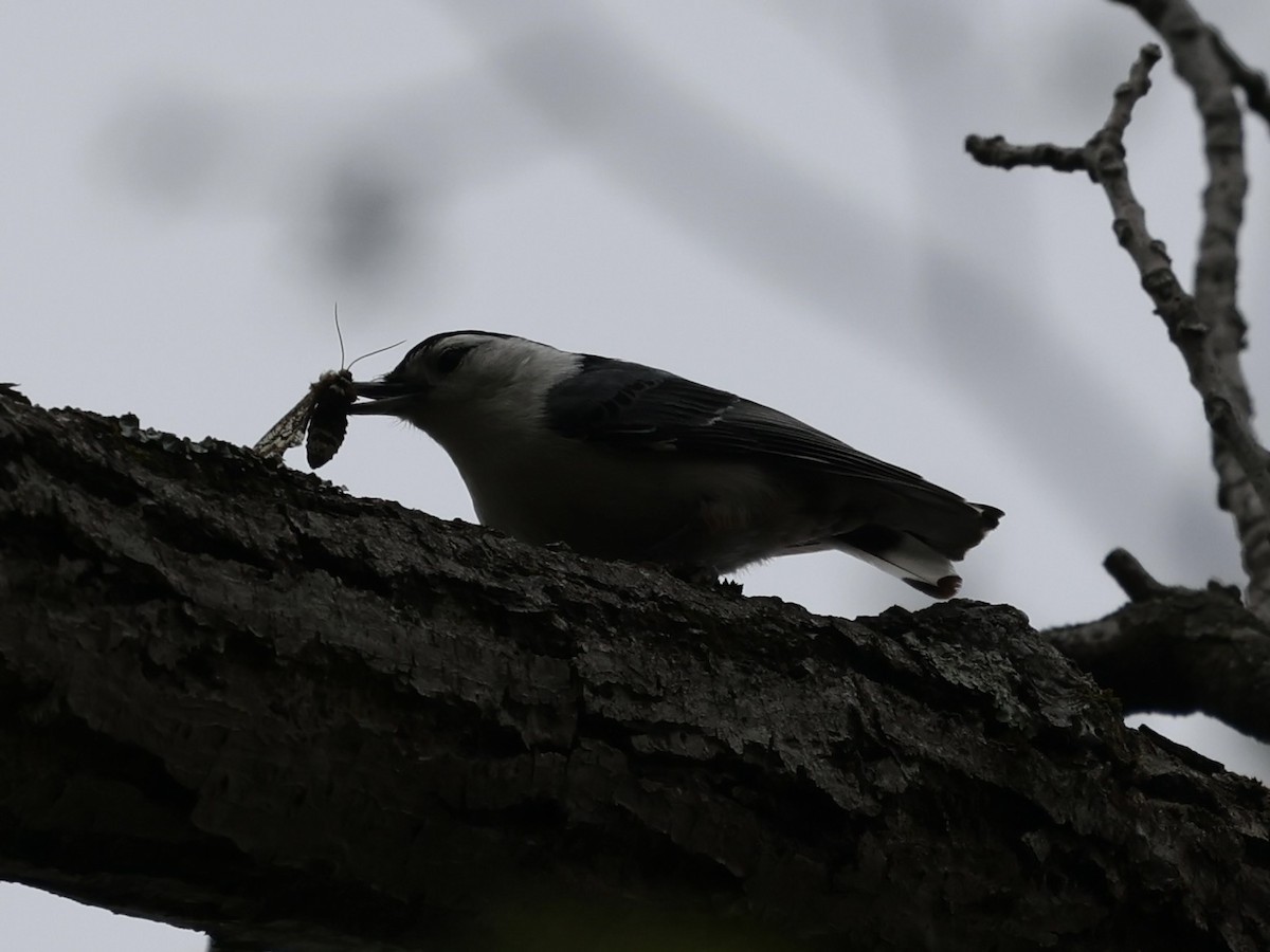 White-breasted Nuthatch - ML618169918