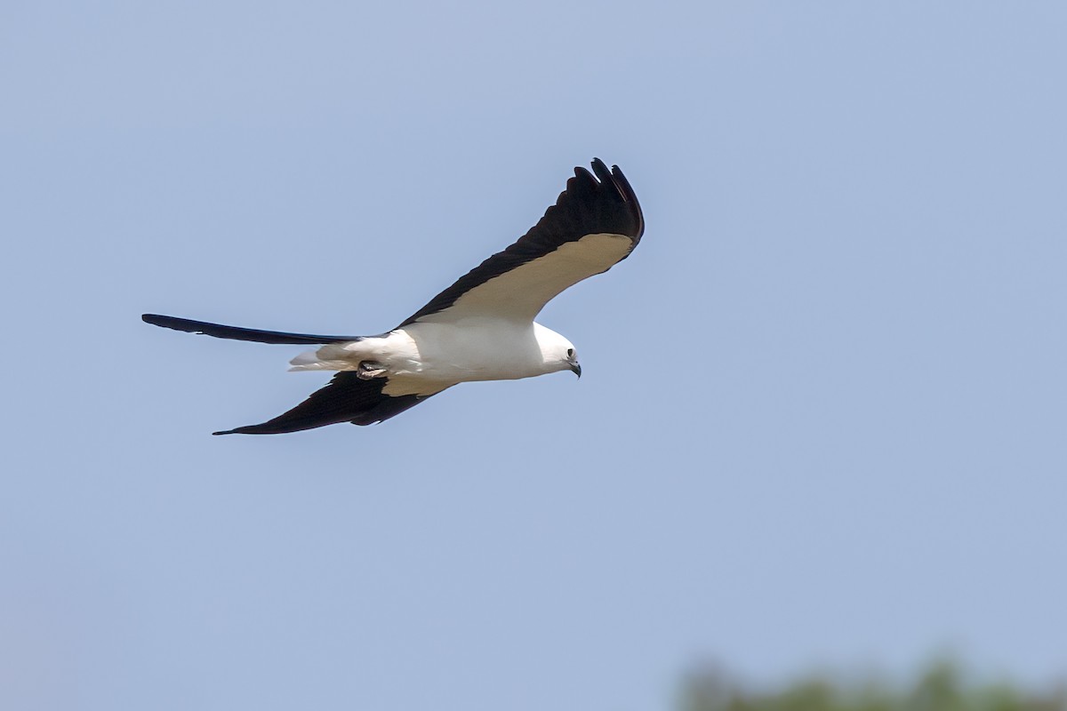 Swallow-tailed Kite - ML618169925