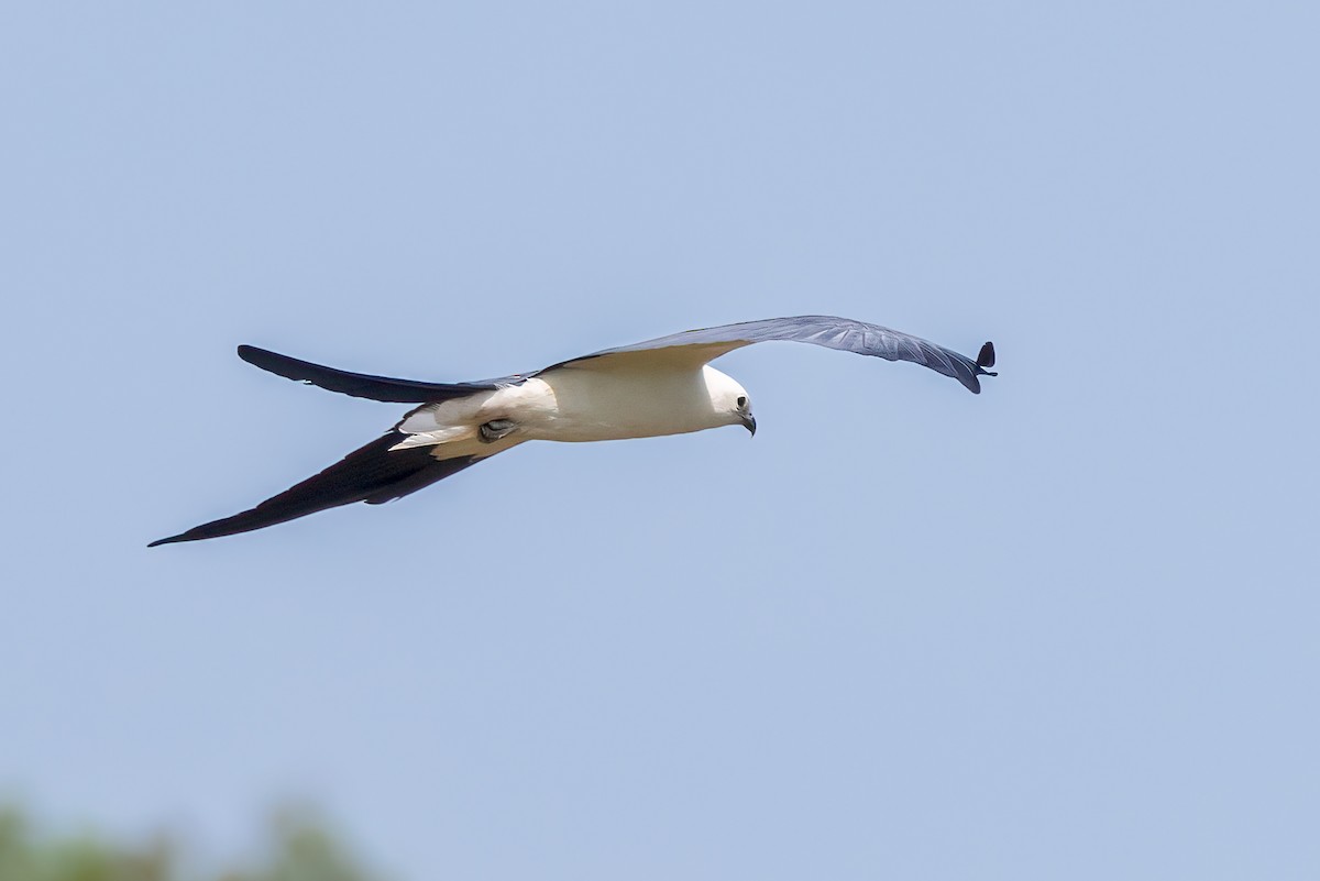 Swallow-tailed Kite - ML618169926