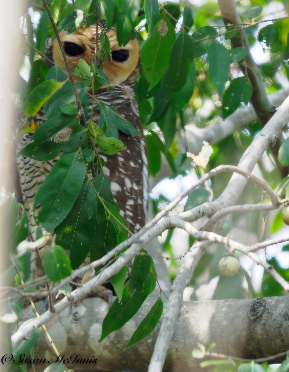Spotted Wood-Owl - ML618169927