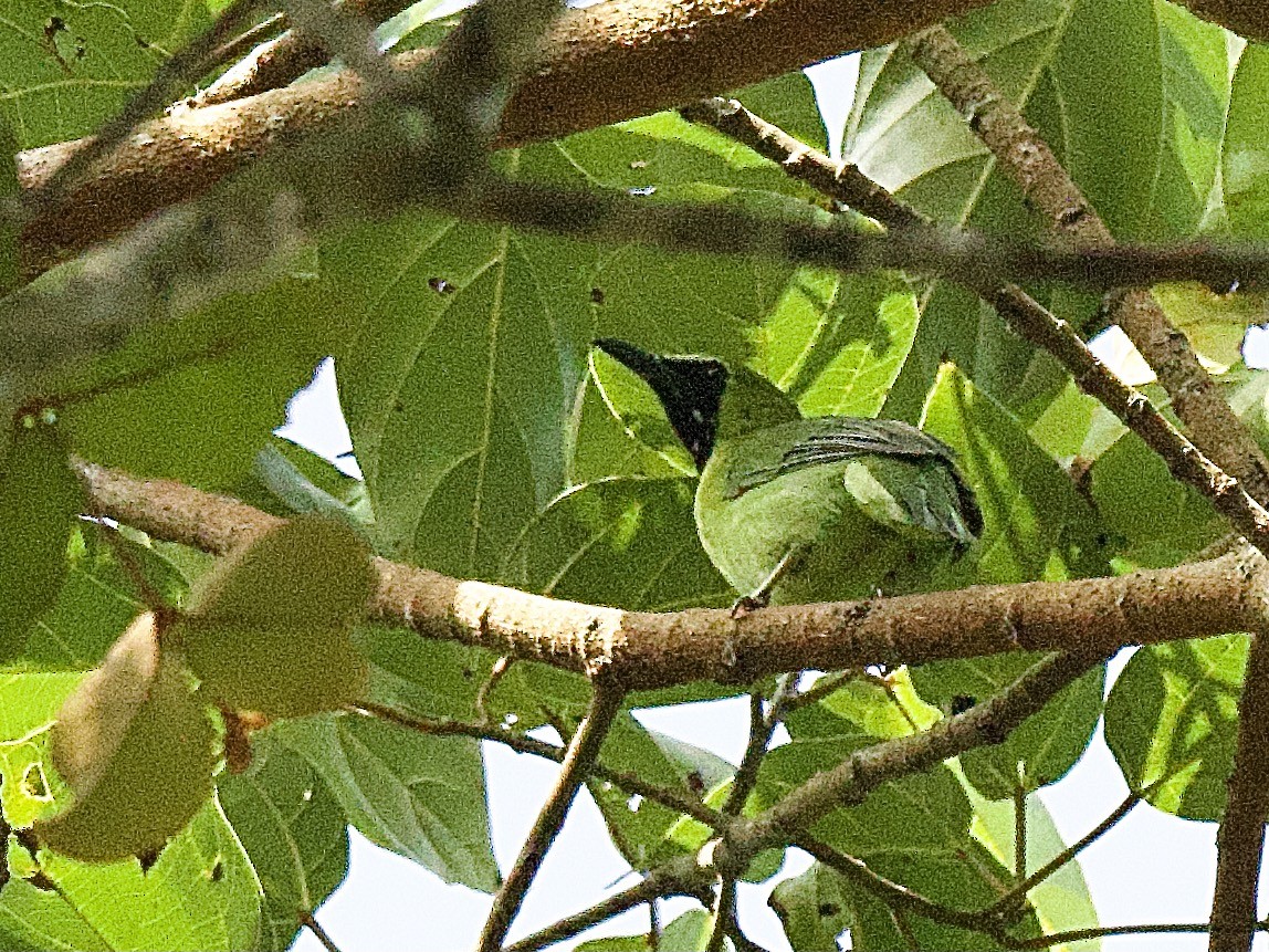 Greater Green Leafbird - ML618169929