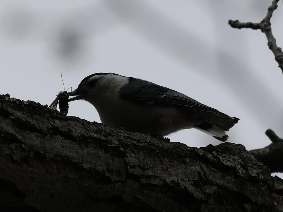 White-breasted Nuthatch - ML618169938