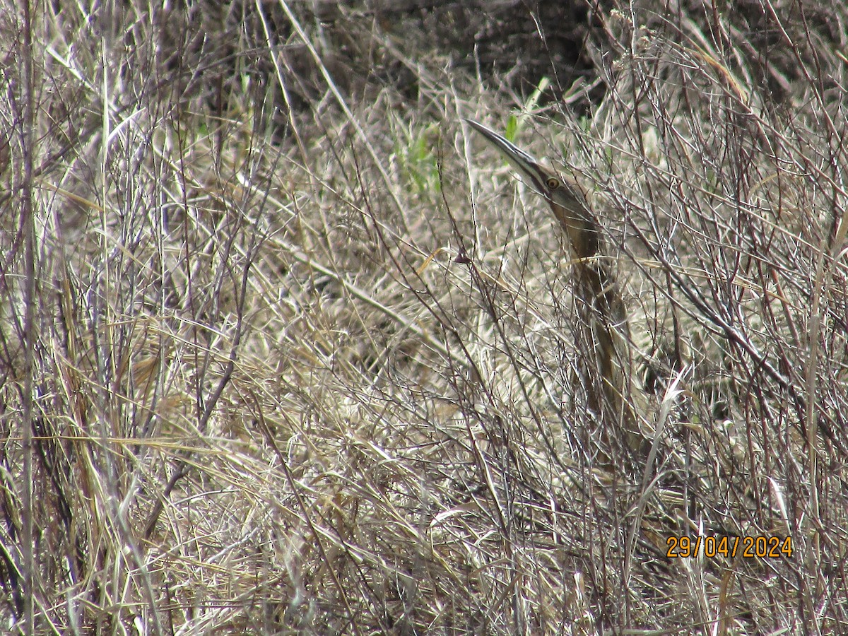 eBird Checklist 29 Apr 2024 StLazare de Bellechasse 18 species