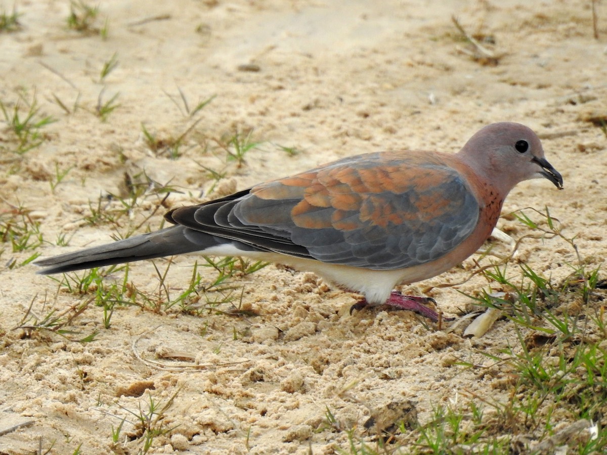 Laughing Dove - ML618169984