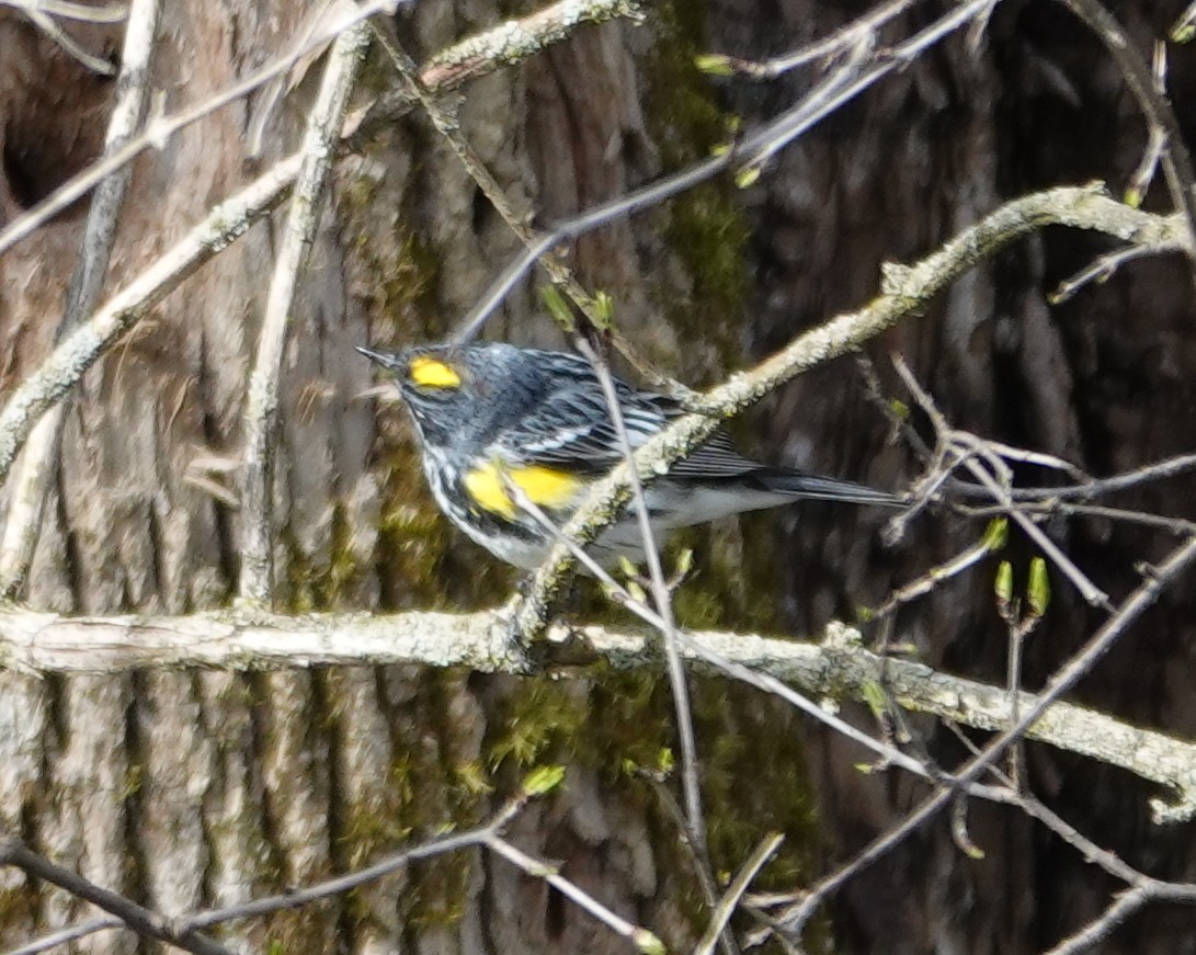 Yellow-rumped Warbler (Myrtle) - ML618170018