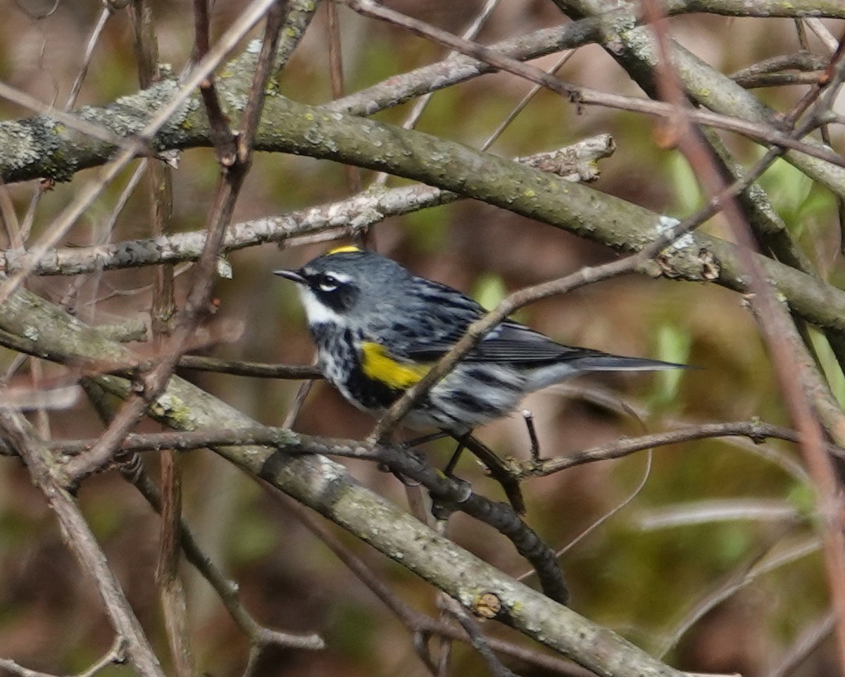 Yellow-rumped Warbler (Myrtle) - ML618170019